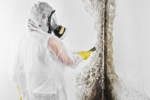 Best Mold Cleaning Services  in Union City, MI