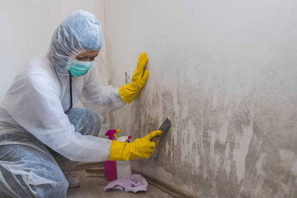 Best Black Mold Removal  in Union City, MI