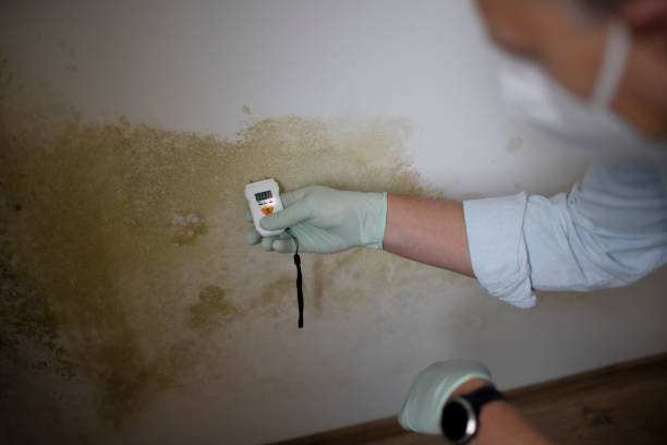 Best Home Mold Removal  in Union City, MI
