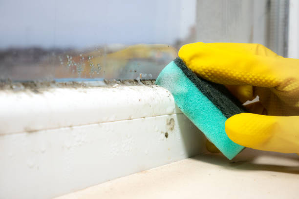 Home Mold Removal in Union City, MI