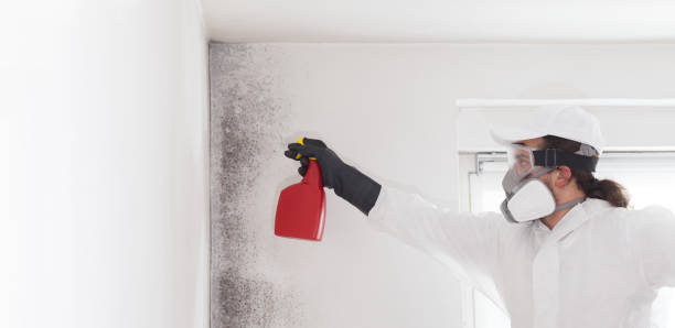 Best Crawl Space Mold Removal  in Union City, MI