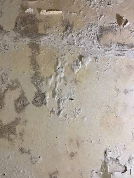 Best Affordable Mold Removal  in Union City, MI