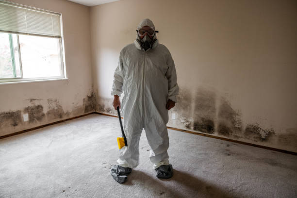Trusted Union City, MI Mold Removal Experts