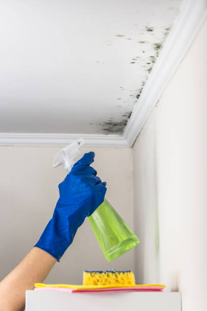 Best Emergency Mold Removal  in Union City, MI